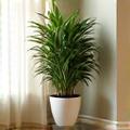 Cozy home setting with air purifier and healthy plants